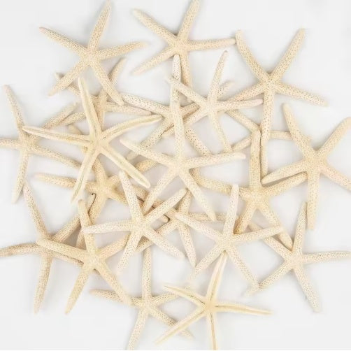 20 PCS 2-4 Inch 4-6 Inch Bulk Natural Real Starfish For DIY Crafts Wedding Beach Christmas Tree Ornaments