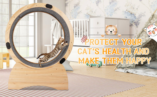 Cat Exercise Wheel -Running