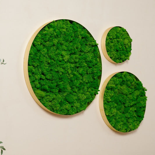 Round-framed Moss Wall Hangings